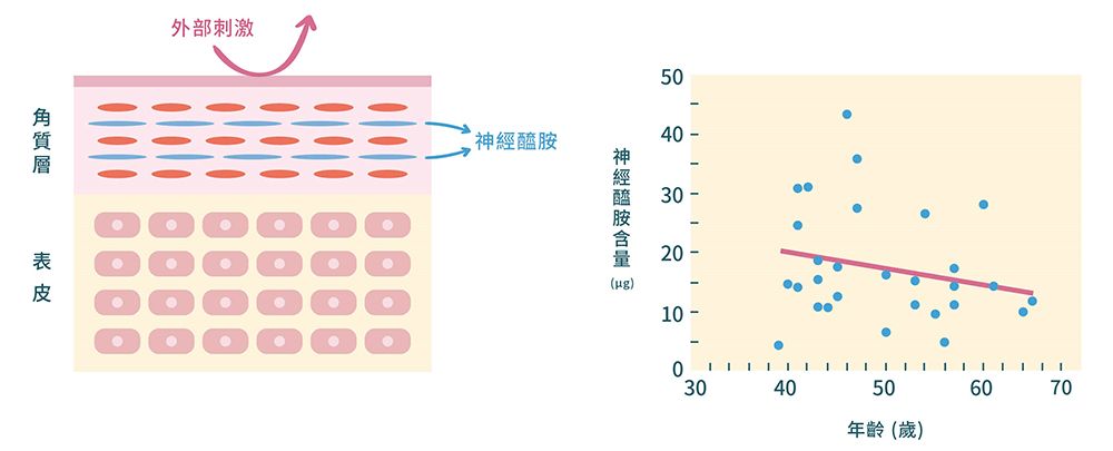 養顏美容的保養專科成分-神經醯胺(賽洛美)