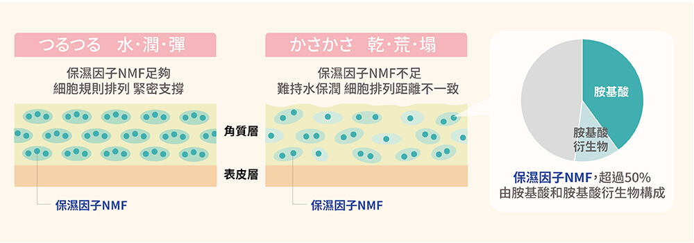 日本專利蠶絲蛋白silkorin 小分子量更好吸收