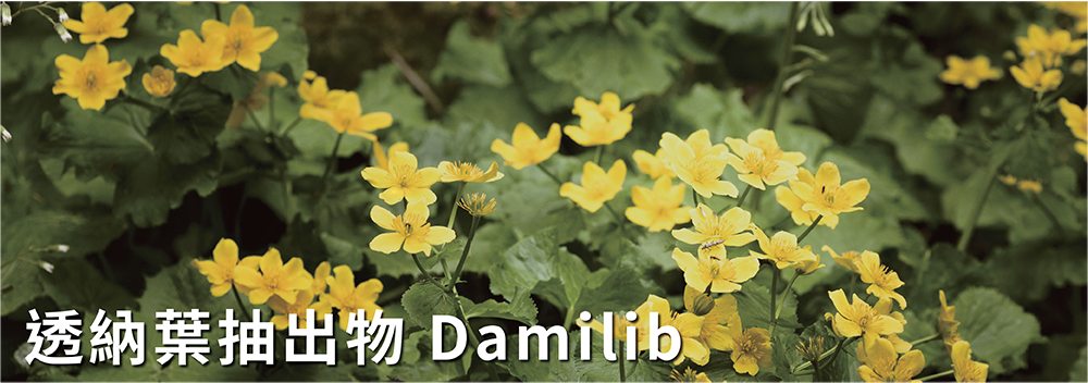 透納葉抽出物 Damilib 產品特色
